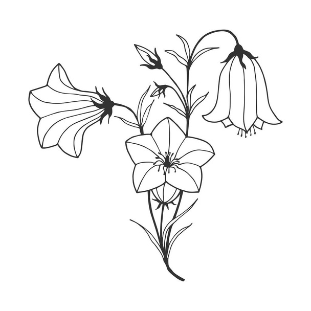 campanas de flores sobre un fondo blanco dibujado a mano, eps10 ilustraciones vectoriales
.  - Vector, imagen