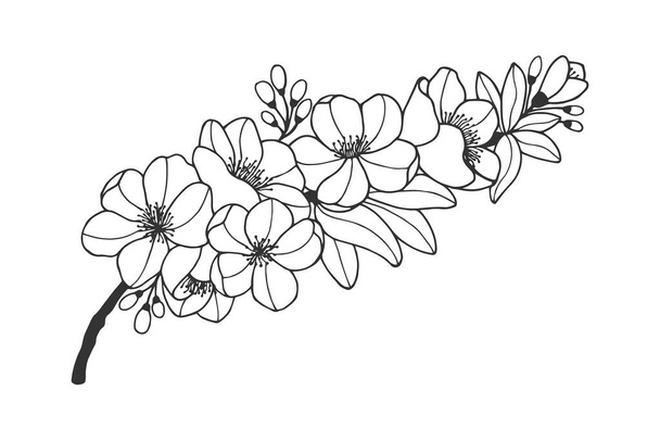 quince flowering branch. Vector stock illustration eps 10. hand drawing. - Vector, Image