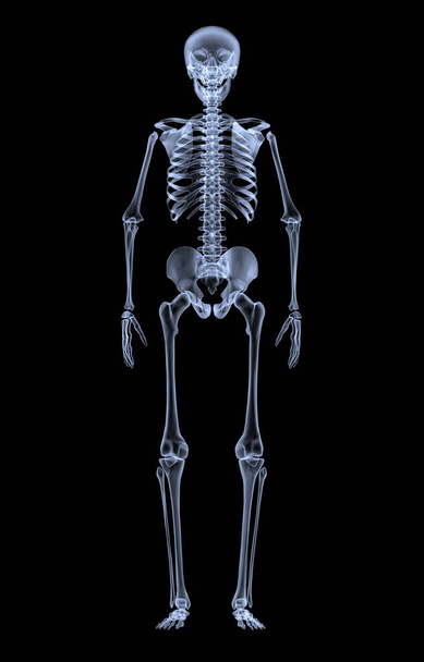 X-ray of the human skeleton. Front view (3d rendering) - Photo, Image