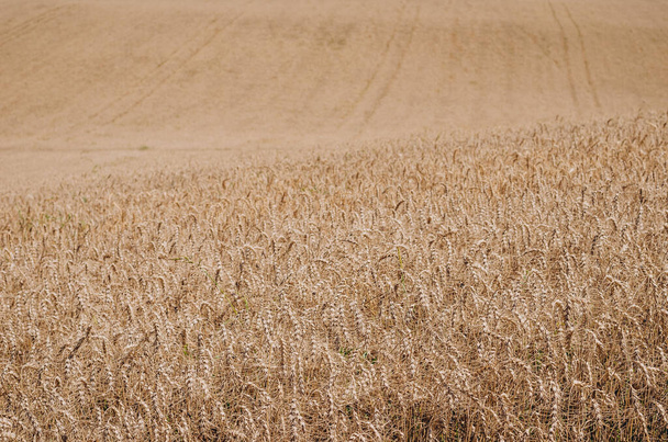 wide wheat field with ripe spikelets ready for harvest - 写真・画像