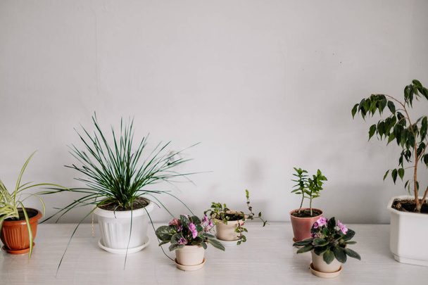 Rostliny na domácích vázách postřílené o světle šedou stěnu, jasný odkaz na koncept udržitelnosti a recyklace v domácnosti - Fotografie, Obrázek