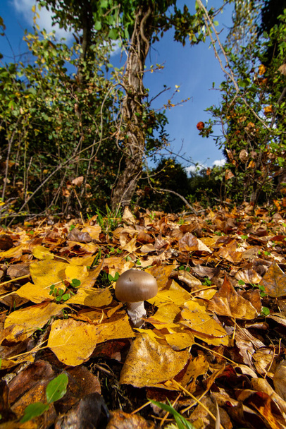 cogumelo em cobertor de folha ocre
 - Foto, Imagem