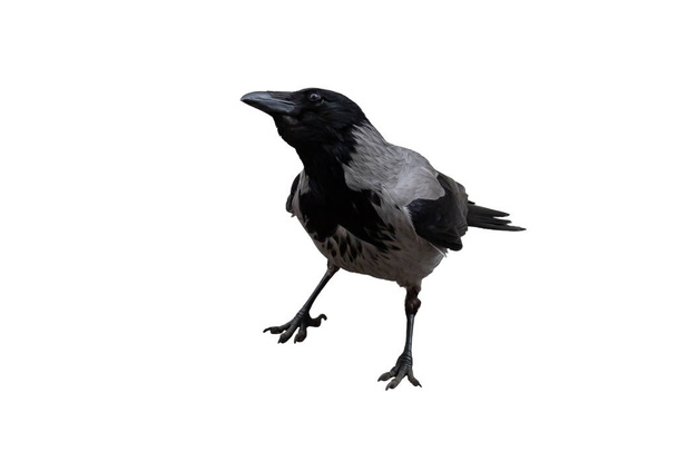 single gray crow close-up, isolated on a white background - Photo, Image