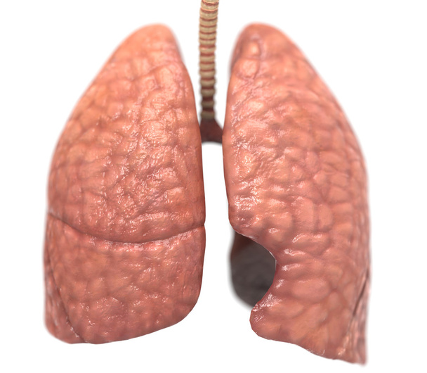 Pulmones sanos
 - Foto, imagen