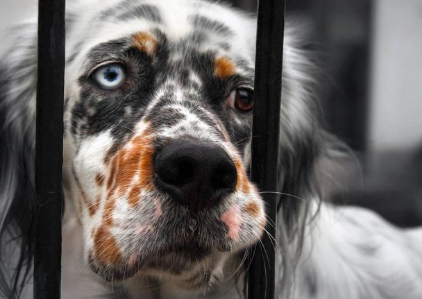 Parmaklıklar ardında üzgün bir köpek. Bir gözü mavi, diğeri de kahverengi. Görünüşü hüzün ve yakarışı ifade eder. - Fotoğraf, Görsel