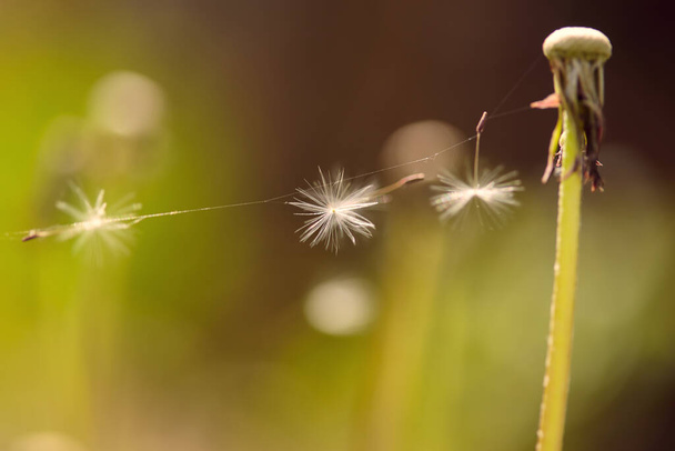 Dandelion head and its seeds on the net. Natural background with dandelion seeds on a green background. Selective focus. Artistic image of nature. Natural spring background.Copy space. - Photo, Image