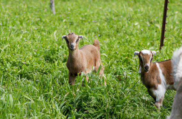 Cabras jóvenes juntas en una granja familiar de pie en la hierba alta
 - Foto, Imagen