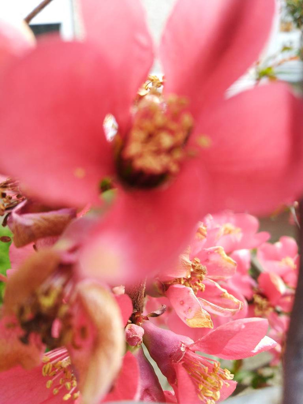 color fresh spring raspberry - Photo, Image
