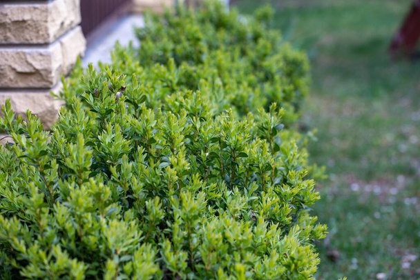 Młode zielone pędy buxus bush w wiosennym ogrodzie - Zdjęcie, obraz