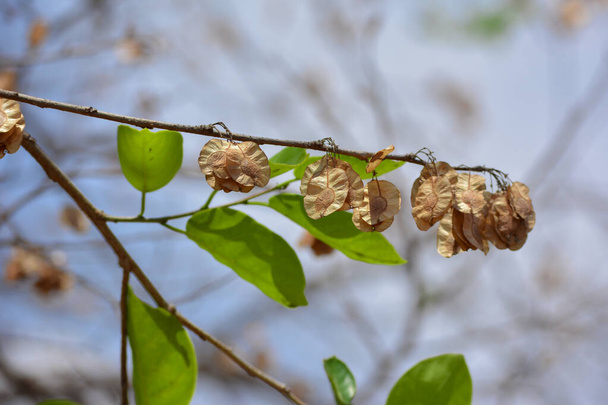 Σπέρματα αγριοκράμβης ή ινδικής φτελιάς (Holoptela Integrifolia), αποξηραμένα στον αέρα. - Φωτογραφία, εικόνα