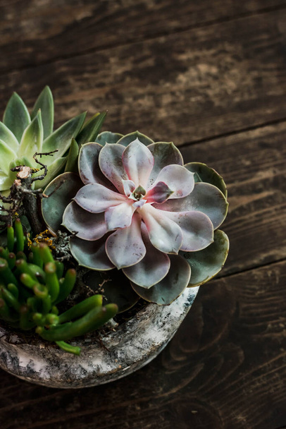 Succulents in pot over old dark wooden background - Фото, зображення