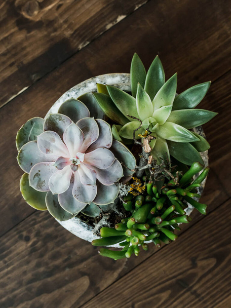 Succulents in pot over old dark wooden background - Photo, image