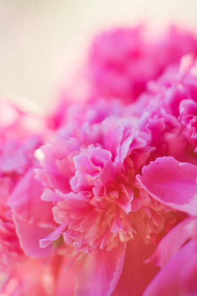 Schöne rosa Pfingstrosen bei Sonnenuntergang. Saisonale Frühlingsblumen - Foto, Bild