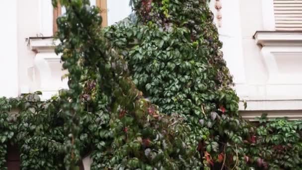 Будинок виріс з красивим зеленим листям, з яким дмуть дощові пагони
 - Кадри, відео