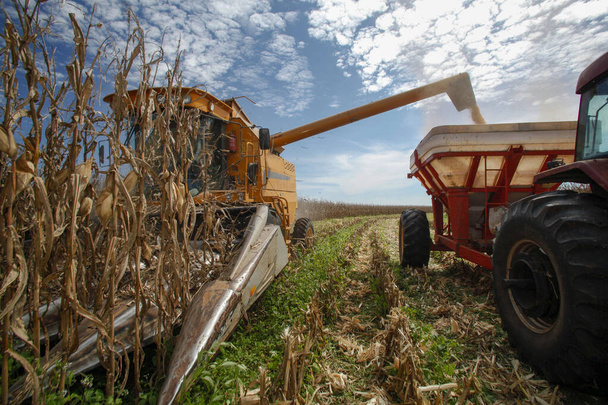 A gép termeli a kukoricát a brazil vidéken. - Fotó, kép