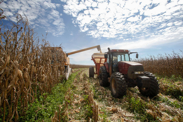 Maschine macht die Maisernte auf dem Land in Brasilien - Foto, Bild