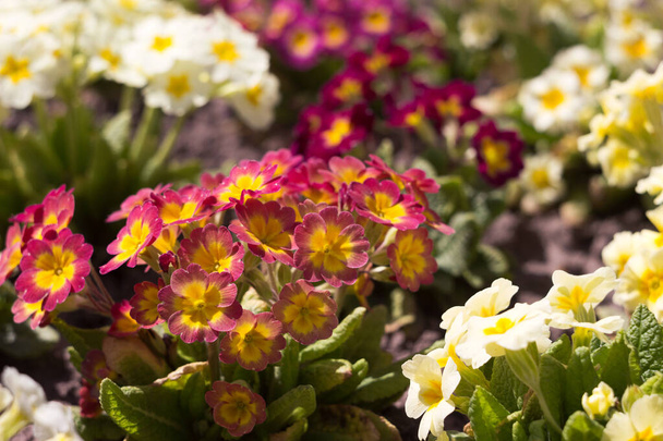 Blooming bright spring flowers, background. Bush pink, red, white and yellow primrose grows in the garde - Photo, Image