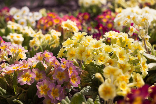 明るい春の花を咲かせ、背景。ブッシュピンク、赤、白、黄色のプリムローズが前衛的に成長します。 - 写真・画像