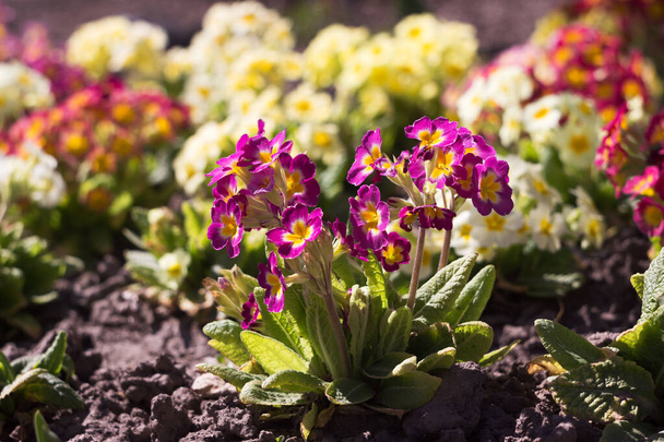 Blooming bright spring flowers, background. Bush pink, red, white and yellow primrose grows in the garden - Photo, Image