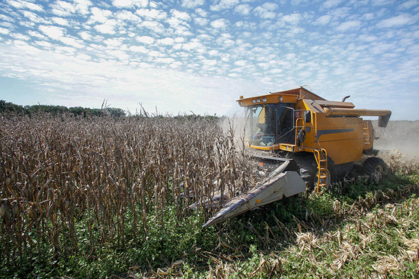 Makine Brezilya 'nın kırsal kesimlerinde mısır hasadı yapıyor - Fotoğraf, Görsel