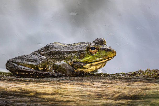 A large green frog sits on the edge of a large piece of wood at the water's edge on a rainy summer day. Wildlife. Close-up. - Photo, Image