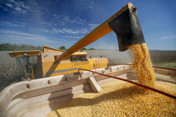 Máquina hace la cosecha de maíz en el campo en Brasil
 - Foto, imagen