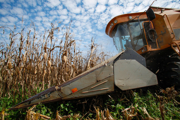 Stroj sklízí kukuřici na venkově v Brazílii - Fotografie, Obrázek