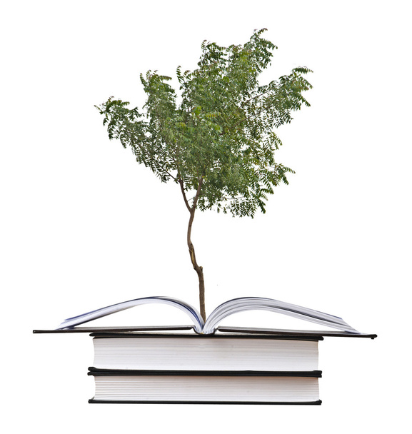 tree growing from open book - Photo, Image