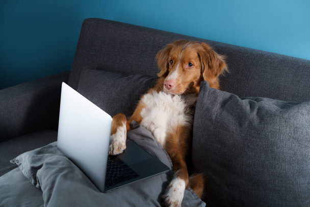 A large brown dog lying on a couch. Nova Scotia Duck Tolling Retriever with a laptop. Work at home, insulation, save - Φωτογραφία, εικόνα