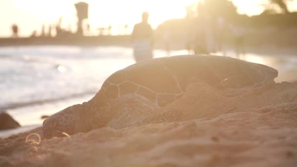 Schildpad rustend op zandstrand bij zonsondergang in Kauai, Hawaii.Temidden van hoek, bezienswaardigheid beweging. - Video