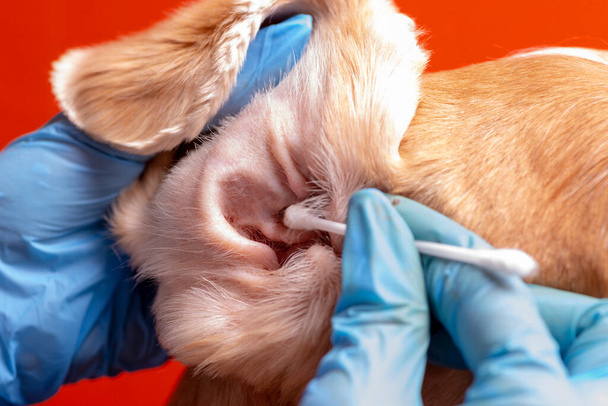 Nettoyage des oreilles du chien. Le médecin examine les oreilles du chien
 - Photo, image