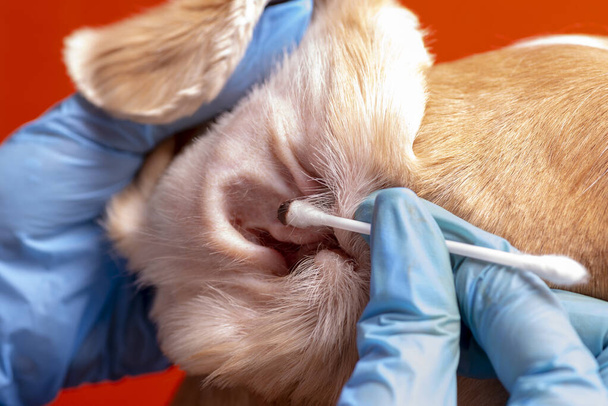 Cleaning the dog's ears. The doctor examines the dog's ears - Foto, afbeelding