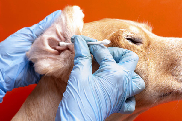 犬の耳を掃除する。医者は犬の耳を調べる - 写真・画像