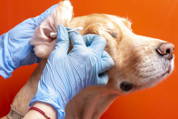 De oren van de hond schoonmaken. De dokter onderzoekt de oren van de hond. - Foto, afbeelding