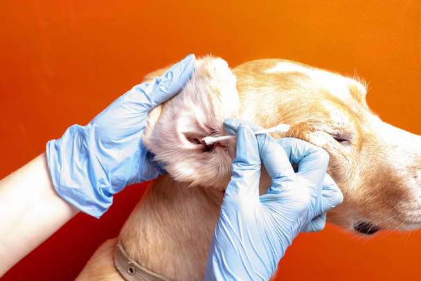 De oren van de hond schoonmaken. De dokter onderzoekt de oren van de hond. - Foto, afbeelding