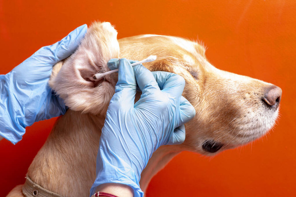 Megtisztítom a kutya fülét. Az orvos megvizsgálja a kutya fülét. - Fotó, kép