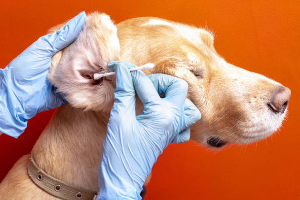 犬の耳を掃除する。医者は犬の耳を調べる - 写真・画像