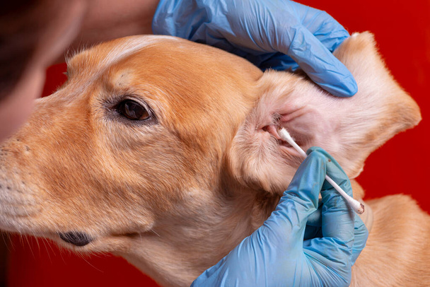 Limpiando las orejas del perro. El médico examina las orejas del perro
 - Foto, imagen