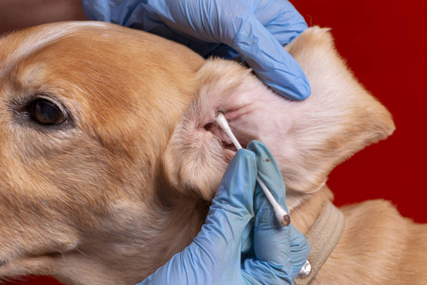 Limpiando las orejas del perro. El médico examina las orejas del perro
 - Foto, Imagen