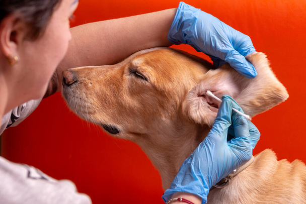 Limpiando las orejas del perro. El médico examina las orejas del perro
 - Foto, Imagen