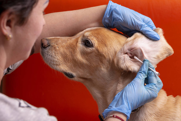 Cleaning the dog's ears. The doctor examines the dog's ears - Photo, Image