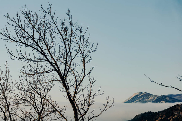 A tree without leaves on a background of a high mountain towering in the distance above a dense veil of fog over a coniferous forest and the sea. View from the Utrish Nature Reserve. - Foto, imagen