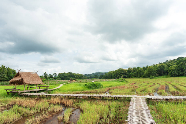 Gün batımında yeşil pirinç tarlası boyunca kır evi ve ahşap köprü geçidi - Fotoğraf, Görsel