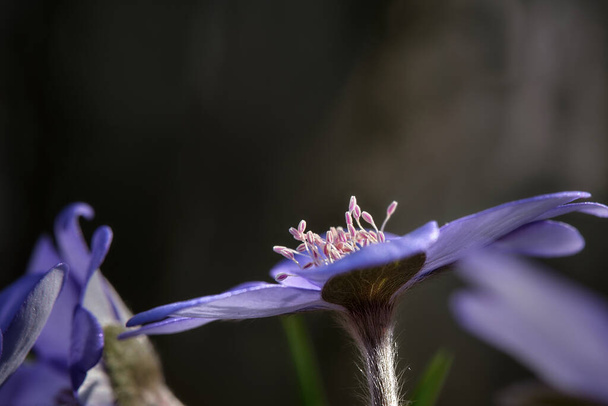 premières fleurs bleu printemps Hepatica nobilis
 - Photo, image