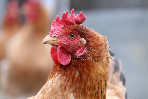 Chicken on the farm, poultry concept. Brown hen portrait - Fotó, kép