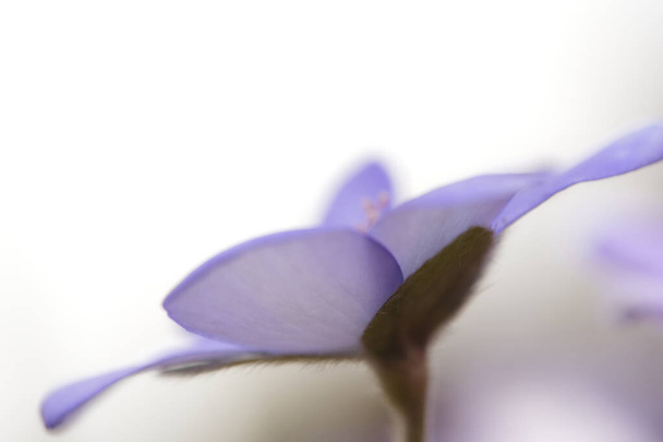 πρώτη άνοιξη μπλε λουλούδια Hepatica nobilis - Φωτογραφία, εικόνα