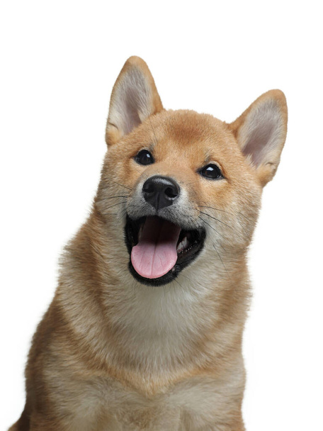 funny puppy in portrait . Shiba Inu dogs on a white background. Pet in the studio - 写真・画像