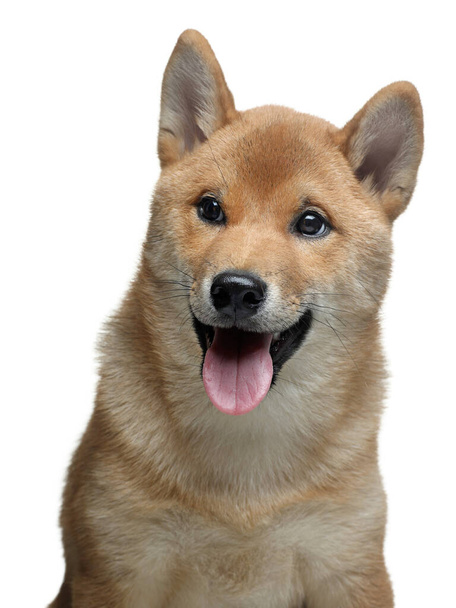funny puppy in portrait . Shiba Inu dogs on a white background. Pet in the studio - Photo, Image