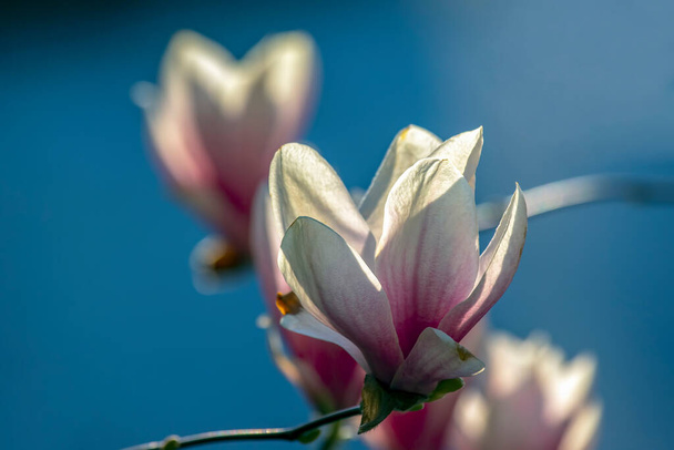 głowa kwitnącej magnolii. botanika i kwiaty - Zdjęcie, obraz