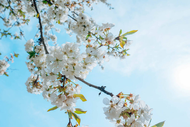 Hanging down a branch of springtime white cherry blossoms against a blue sky - Fotó, kép